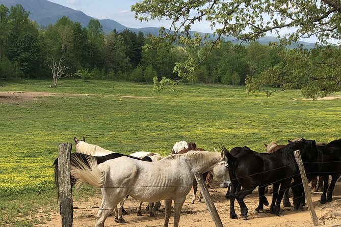 Cades Cove Jeep Tour Review: An Adventure Awaits