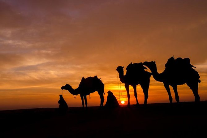 Camel Ride Adventure For Everyone