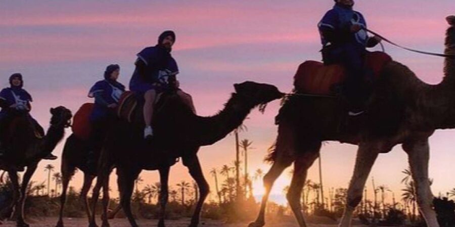 Camel Ride in the Palm Grove of Marrakech