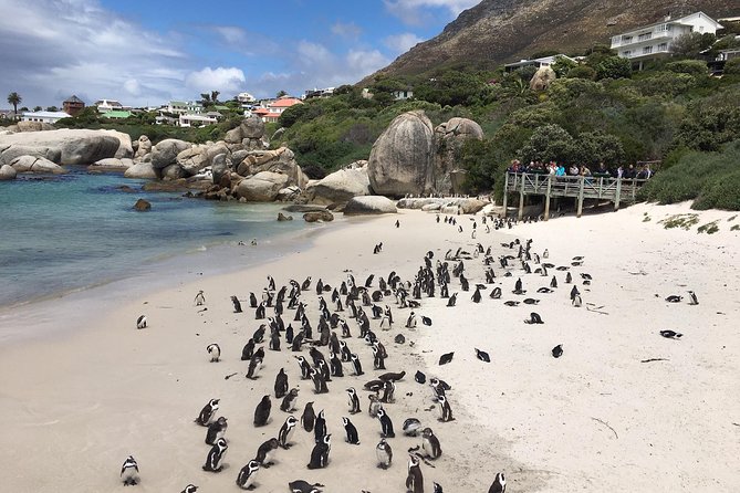 Cape Peninsula E-Bike Cycle With Vehicle – Private Tour