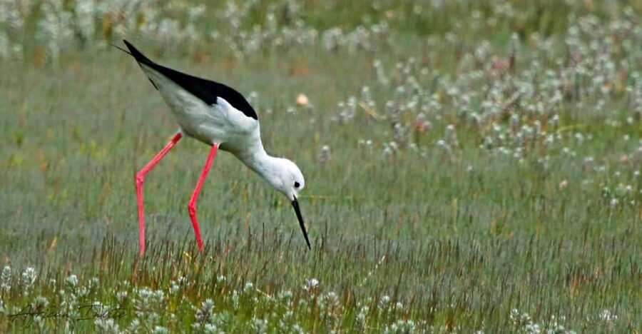 Cape Town Birds & Gardens. Private Tour.