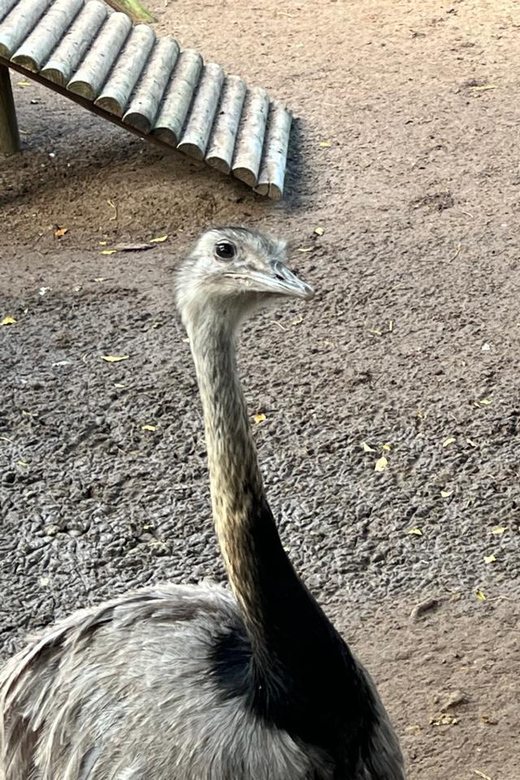 Cape Town Private World of Birds Tour With Over 3000 Birds