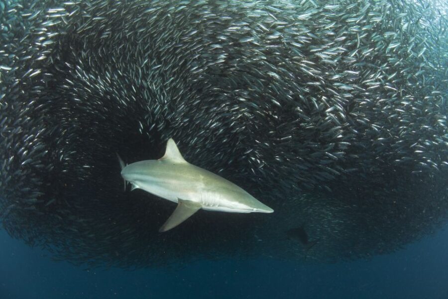 Cape Town: Shark Cage Dive