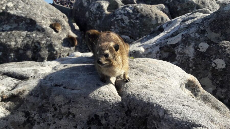 Cape Town: Table Mountain Easy Summit Walk – PRIVATE
