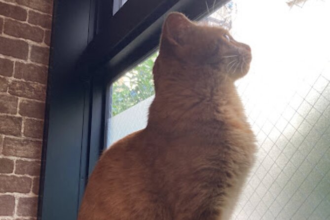 Cat Cafe & Bar Private Tour in Yanaka & Yushima