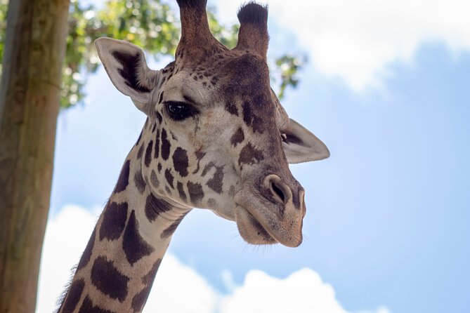 Central Florida Zoo & Downtown Sanford Review