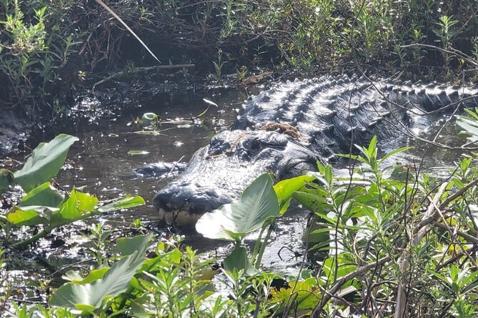 CENTRAL Florida’S BEST PRICED Eco-Friendly Airboat Rides