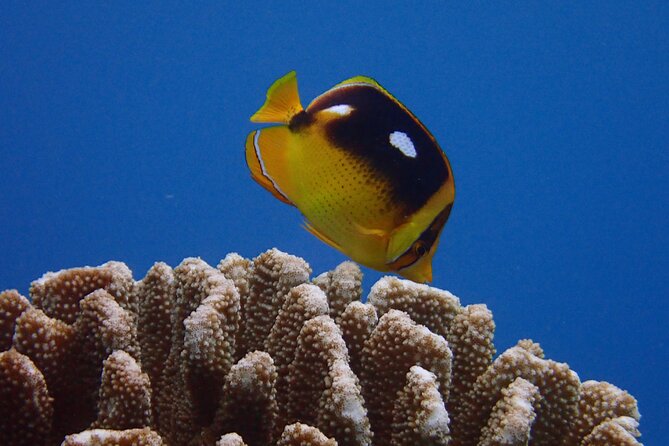 Certified Guided Shore Dive in Lahaina