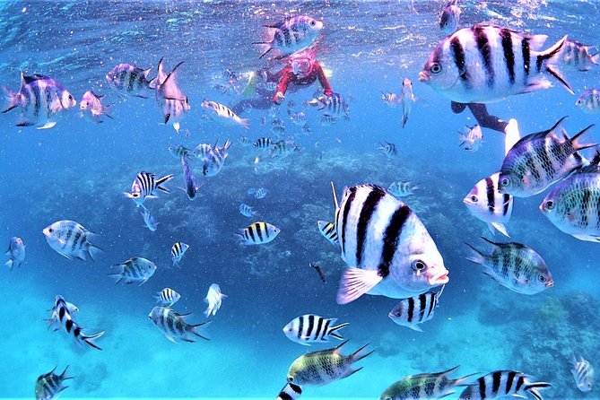 Charter Snorkeling (Near Churaumi Aquarium) Free Photo Gift