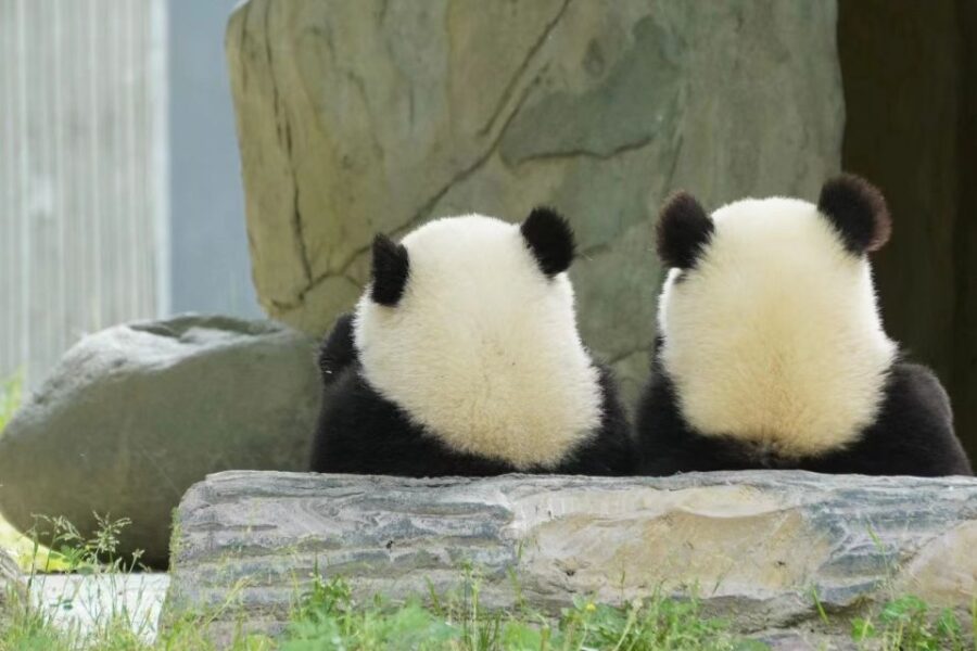 Chengdu: Chengdu Day Trip With Giant Panda and Leshan Buddha - Chengdu Day Trip Overview