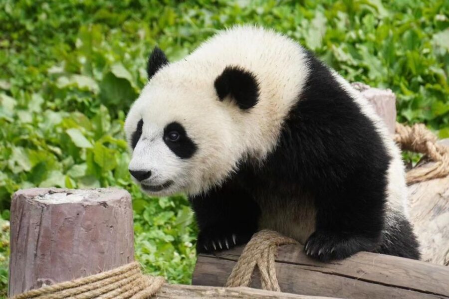 Chengdu: Giant Panda Breeding Research Base Ticket