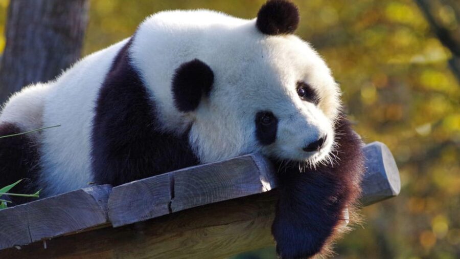 Chengdu: Research Base of Giant Panda Breeding E-Ticket