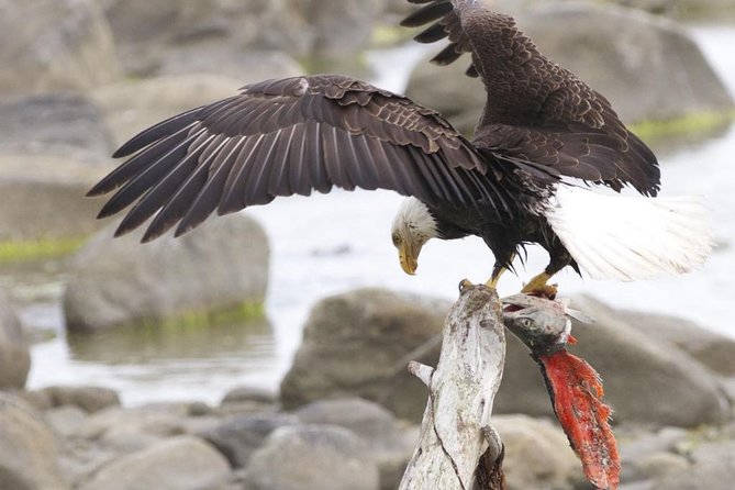 Chilkoot Wilderness and Wildlife Viewing – 6.5 Hrs From Skagway