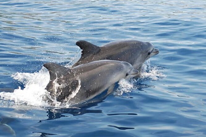 Chincoteague Dolphin Watching Boat Tour - Inclusions