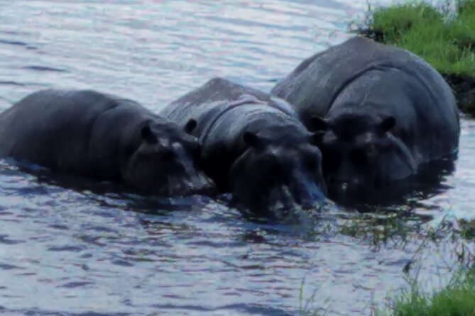Chobe Day Trip From Livingstone