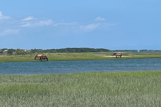 Coastal Excursion/Sunset Cruise/Sand Dollars/Sea Shells/Horses