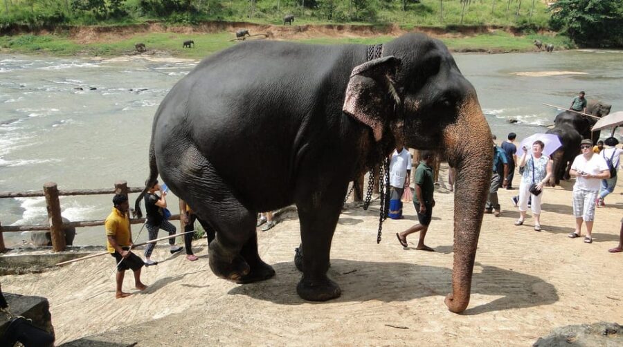 Colombo: Kandy and Pinnawala Day Trip With Free Hotel Pickup