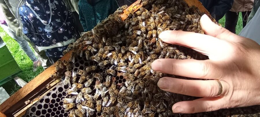 Corund, Hr: Visit to Bee-Keeper, Tasting & Hive-Opening