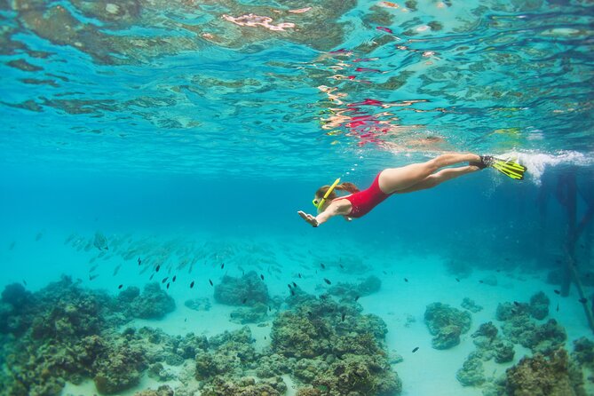Cozumel Reef Snorkeling Tour