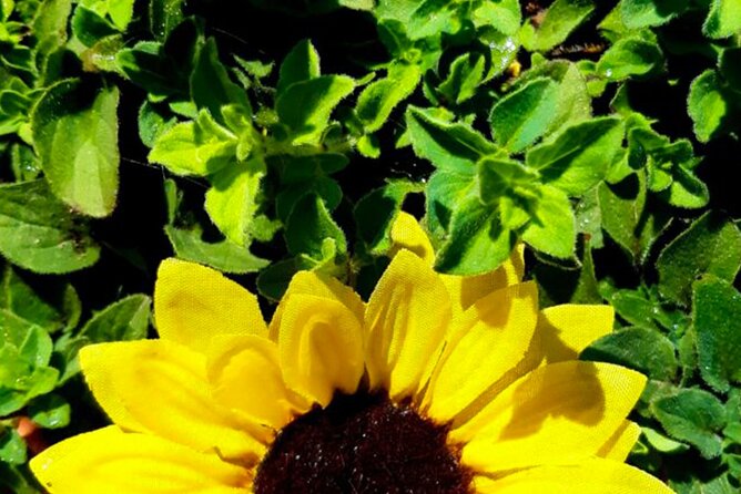 Creative Workshop – Vegetable Garden in Boxes