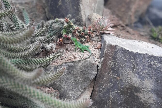 Crocodile Park+ Coco Polizzi Including Transportation and Entrance