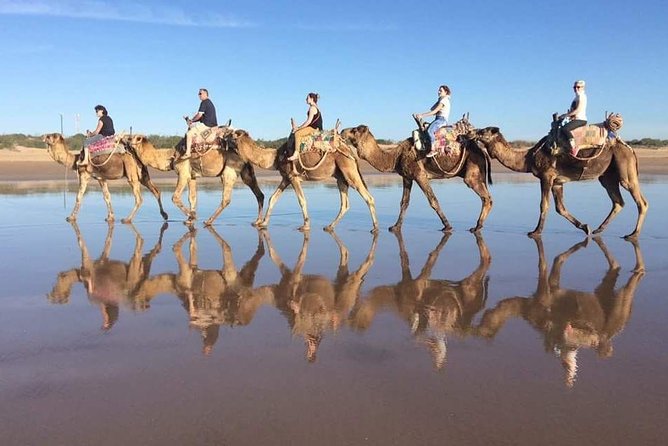 Day Camel Ride With Picnic on Essaouiras Beach