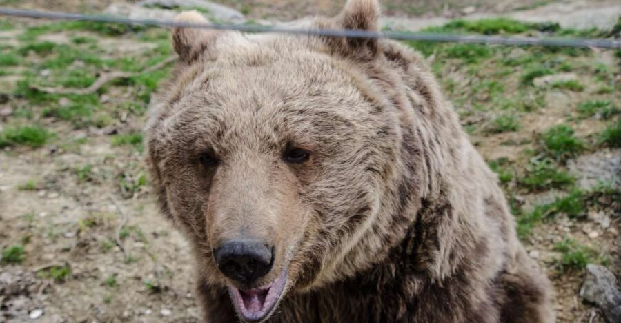 Day Trip Bran Castle, Rasnov Fortress and Bear Sanctuary