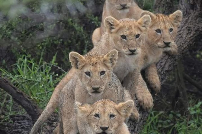 Day Trip Lake Manyara
