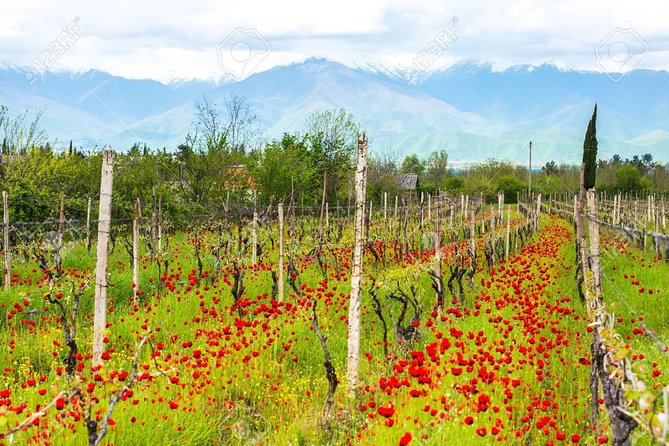 Day Trip to Garedja Caves, Sighnaghi Visit With Organic Wine Tasting and Lunch