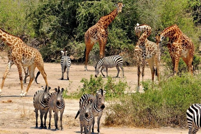 Day Trip to Selous National Park From Zanzibar or Dar Es Salaam