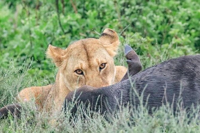 Day Trip To Tarangire National Park