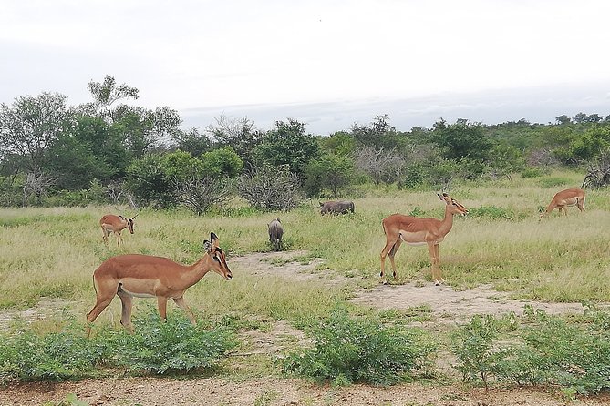 De Wildt Cheetah and Wildlife Centre Private Safari (Private) - Conservation and Education Focus