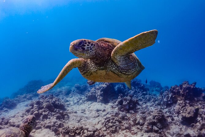 Diamond Head Hiking & Kailua Town & Sand Bar - All Inclusive - Overview of the Tour