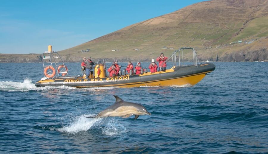 Dingle: Sea Safari by RIB Boat