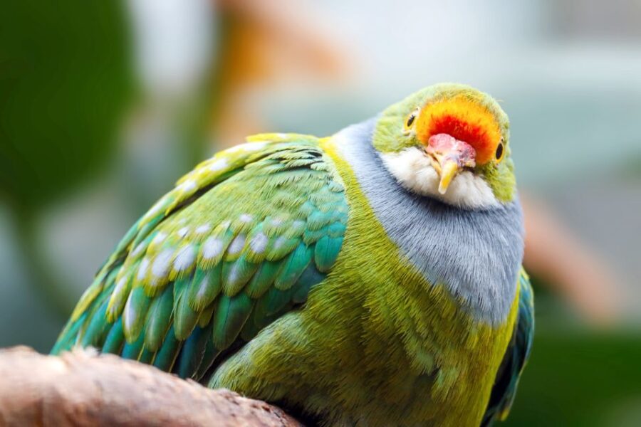 Discover Fijian Culture and Reptiles