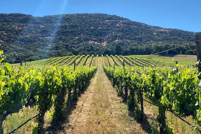 Discover Sonoma’s Natural Wineries: A Review