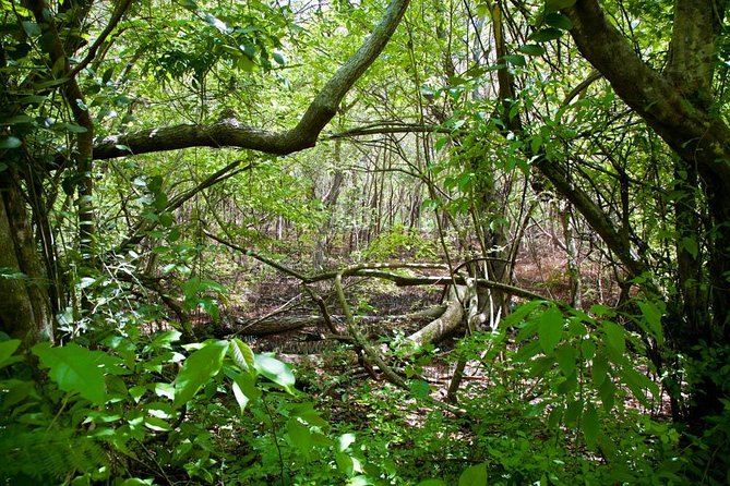 Discover the Rainforest