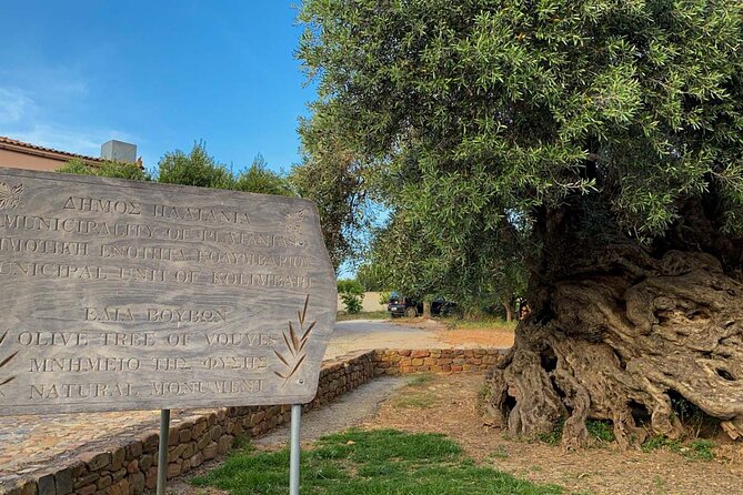 Discovering Ancient Olive Tree and Historic Olive Mill and Winery - Overview of the Tour