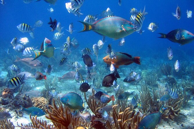 Dive Boat Tour on Catalina Bayahibe Island