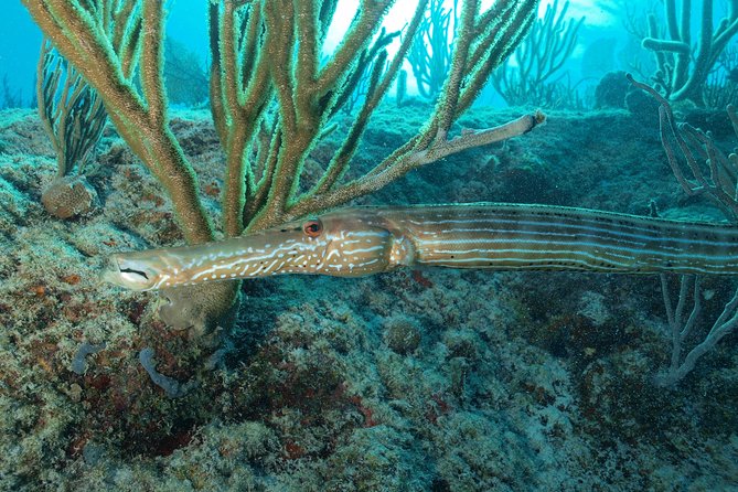 Diving Package Sea and Cenotes