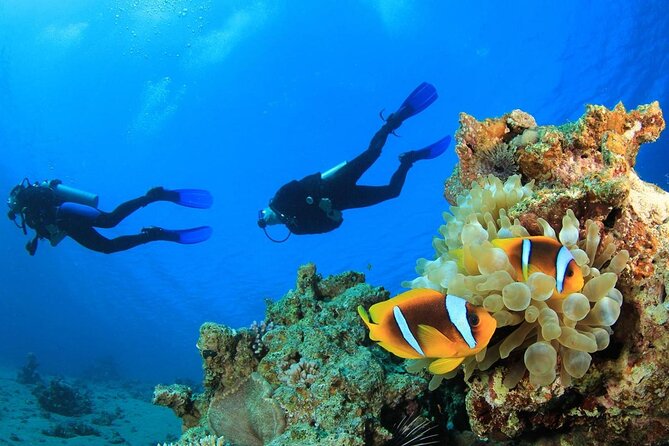 Diving Tour With Lunch - Pricing and Availability