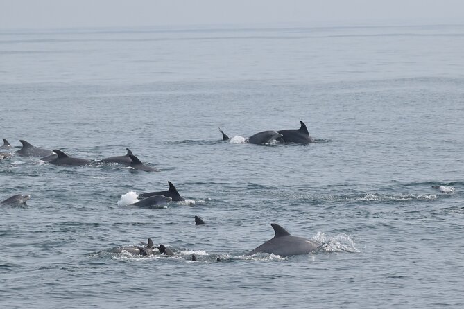 Dolphin and Bird Watching Ecotour Cruise