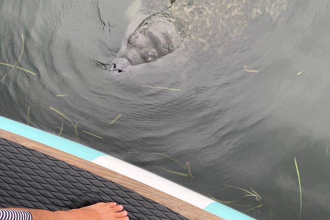 Dolphin and Manatee Adventure Tour of Naples With Florida History