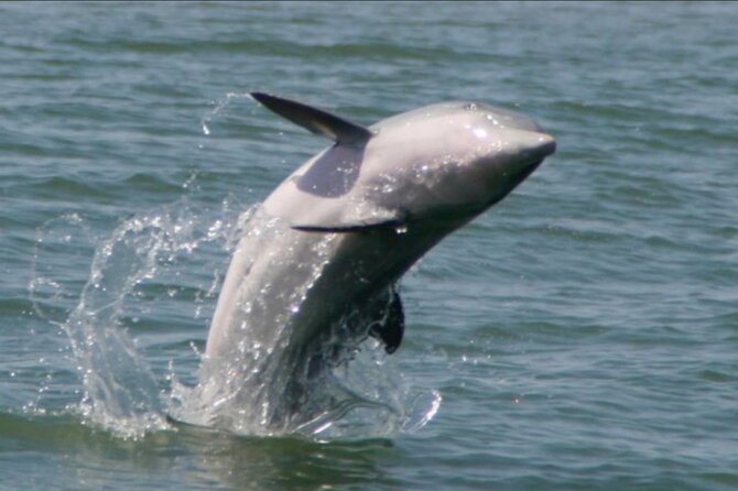 Dolphin Boat Tour From Folly Beach to Morris Island - Meeting and Pickup Location