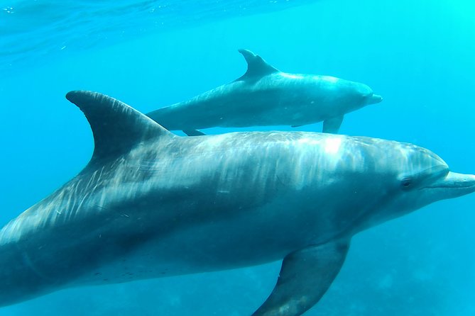 Dolphin House Royal Sea Trip Luxury Boat With Transfer - Hurghada - Overview of the Experience