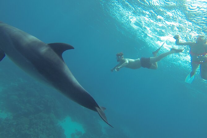 Dolphin House Sea Trip With Water Sport and Lunch