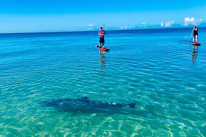 Dolphin, Manatee and Sea Turtle Adventure Tour Review - Meeting Details