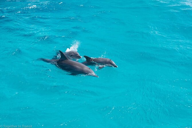 Dolphin Show With Transfer All Fees Included From Hurghada
