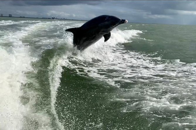 Dolphin Tours - Fort Myers Beach / Naples - Tour Details and Logistics