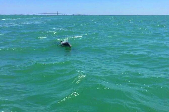 Dolphin Watching Boat Tour Around Anna Maria Island